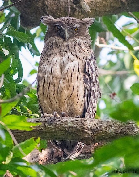 Brown Fish-Owl (Eastern) - ML379726631