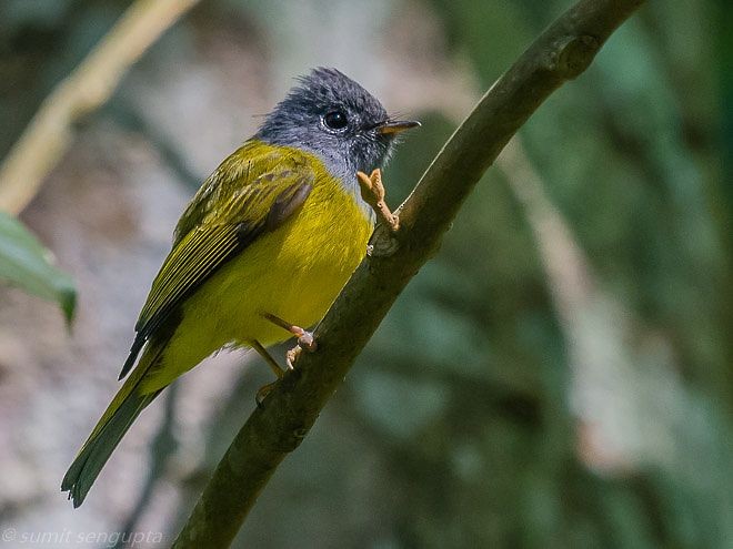 Gray-headed Canary-Flycatcher - Sumit  Sengupta