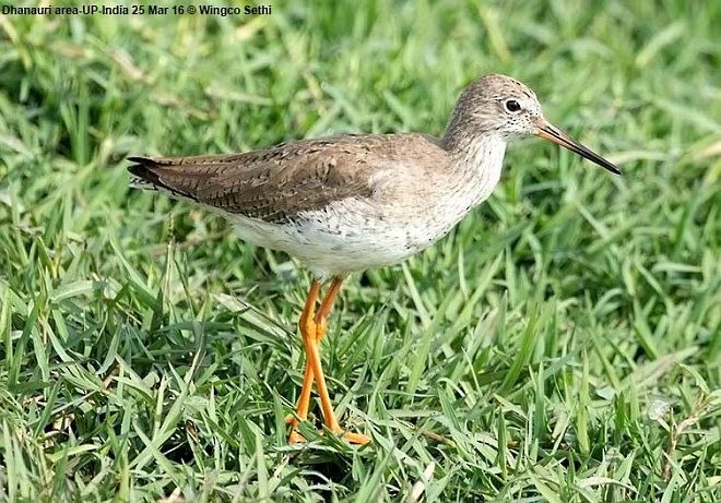 Common Redshank - ML379726741