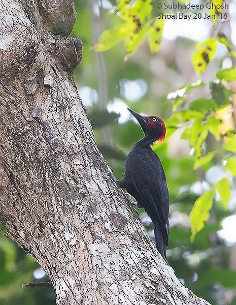 Andaman Woodpecker - ML379726751