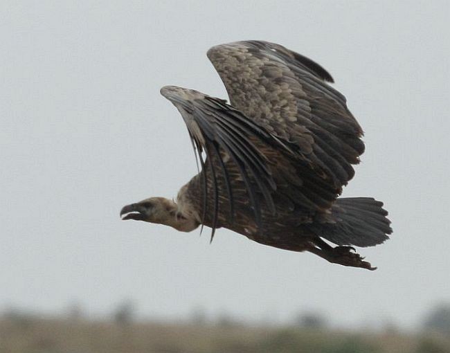 White-rumped Vulture - ML379726831