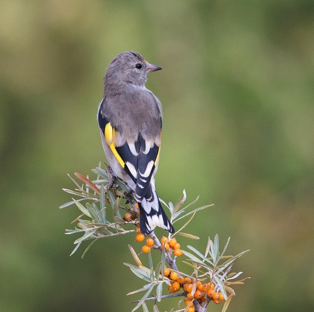 European Goldfinch (Eastern) - ML379726841