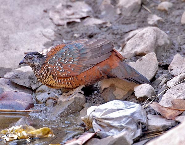 Painted Spurfowl - ML379726851