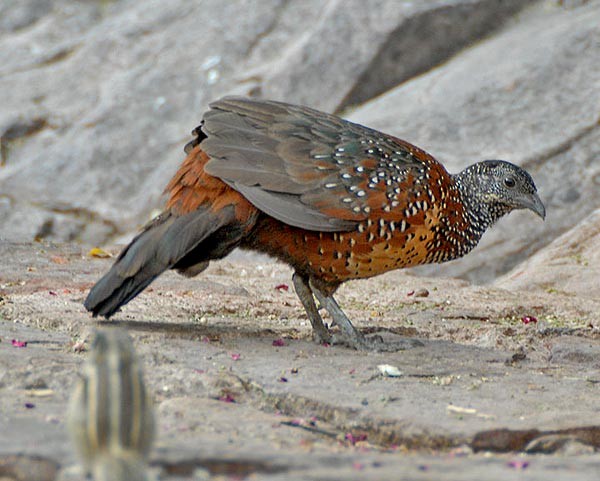 Painted Spurfowl - ML379726861