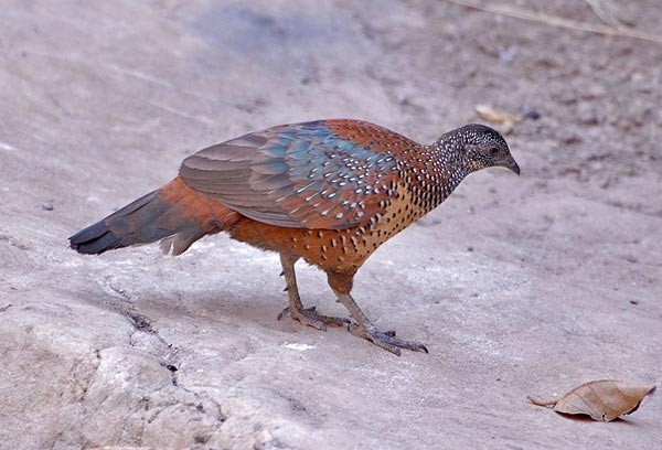 kur indický - ML379726881