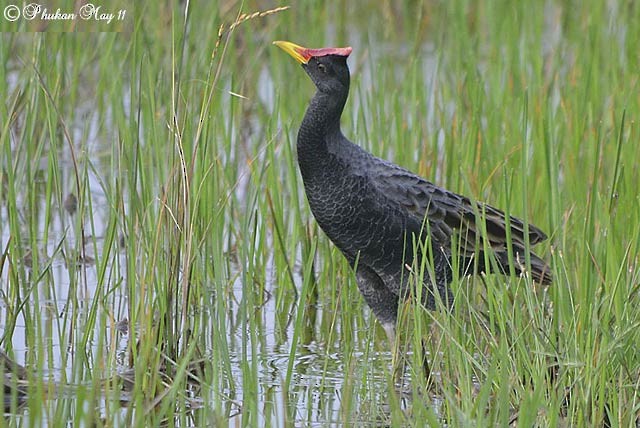 Watercock - ML379726891