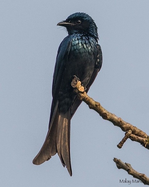 Bronzed Drongo - ML379726971