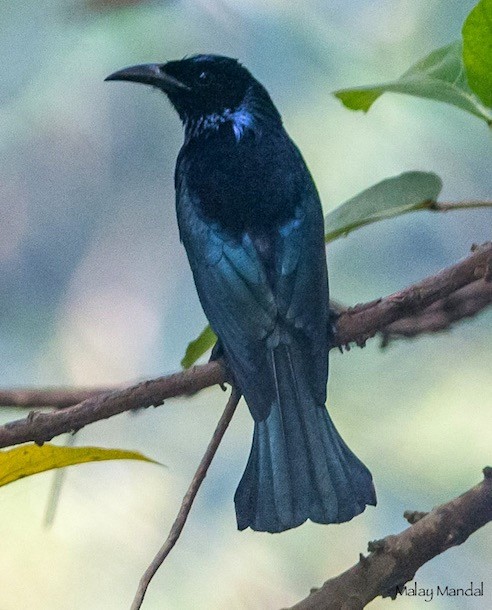 Hair-crested Drongo (Hair-crested) - ML379726991
