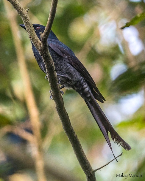 Ashy Drongo (Blackish) - ML379727001