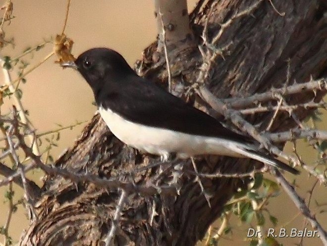 Variable Wheatear - ML379727011