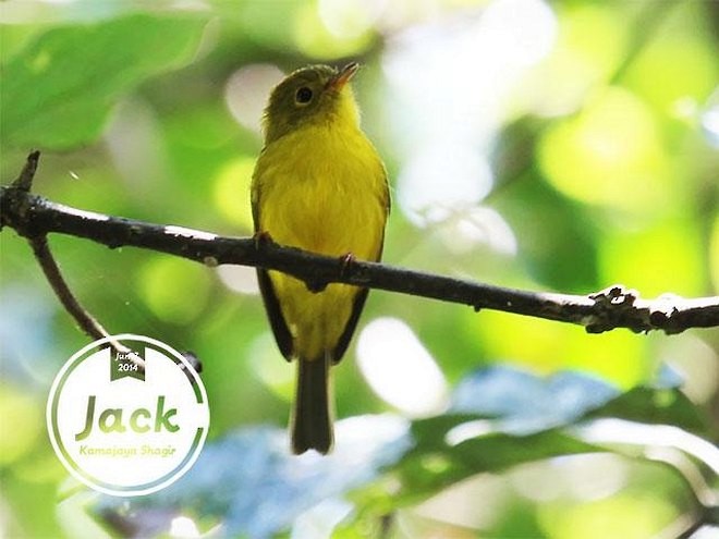 Citrine Canary-Flycatcher - ML379727081