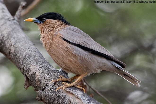 Brahminy Starling - ML379727141