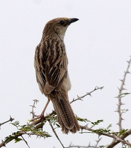 Bristled Grassbird - ML379727171