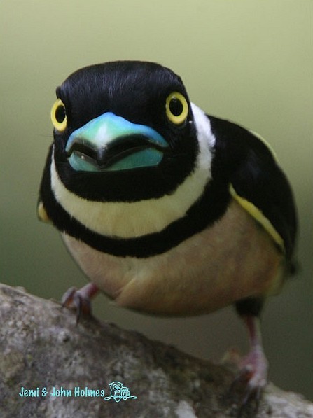 Black-and-yellow Broadbill - ML379727221