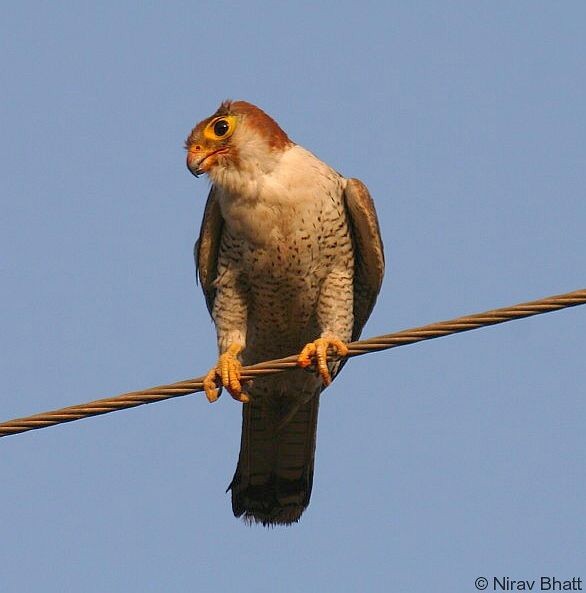 Red-necked Falcon (Asian) - ML379727251