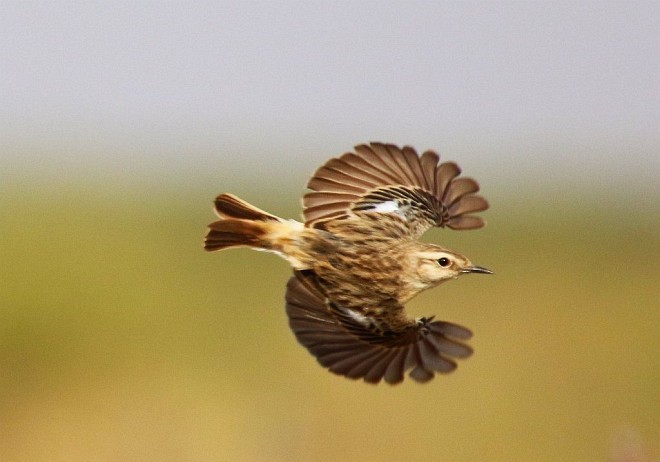 White-browed Bushchat - ML379727331