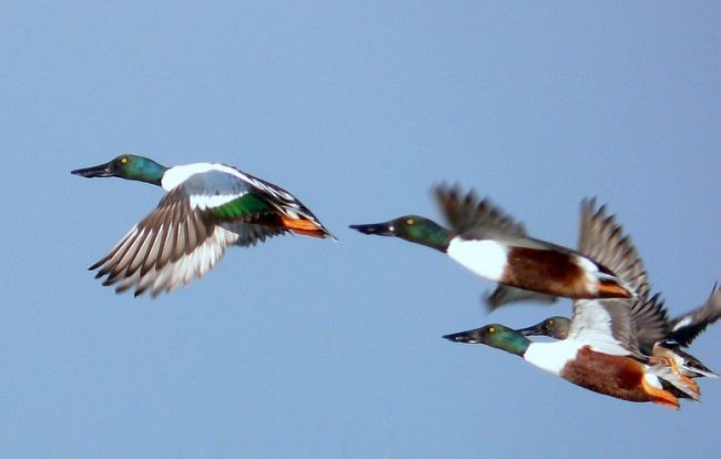 Northern Shoveler - ML379727491