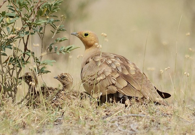 Chestnut-bellied Sandgrouse (Asian) - ML379727501