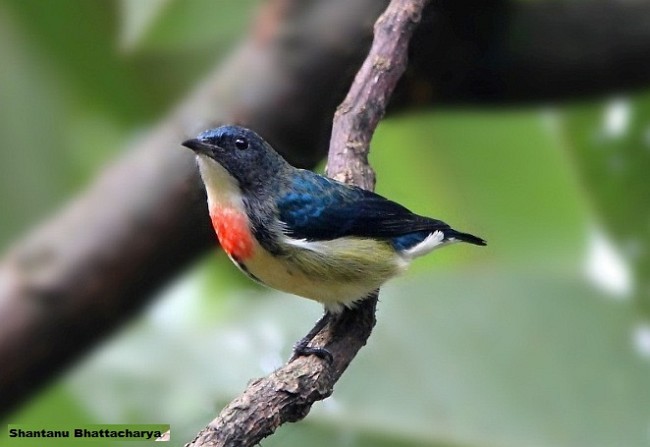 Fire-breasted Flowerpecker - ML379727601