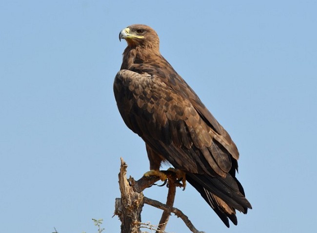 Aquila delle steppe - ML379727621