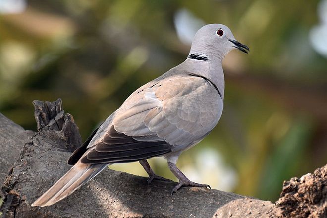 Eurasian Collared-Dove - LAKSHYA NATH