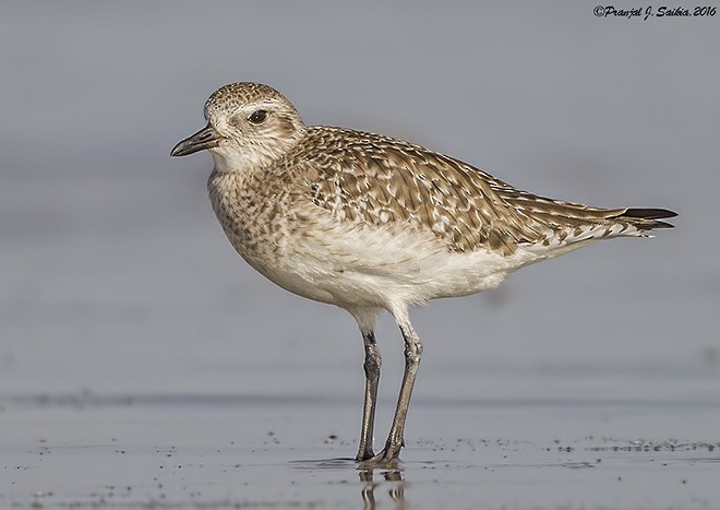 Black-bellied Plover - ML379727851