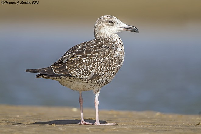 Lesser Black-backed Gull (Heuglin's) - ML379727861