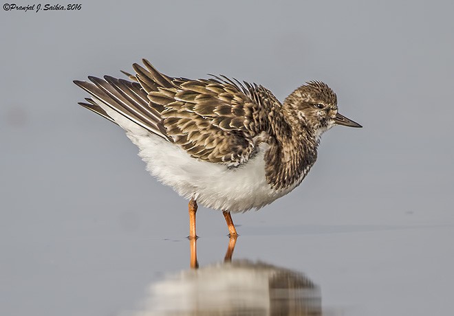 Ruddy Turnstone - ML379727871