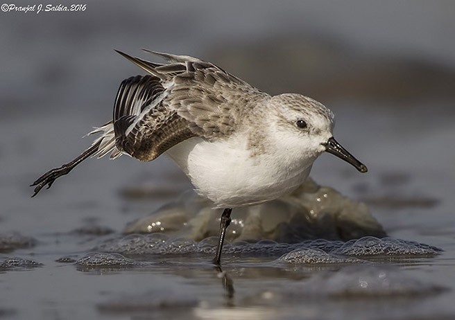 Sanderling - ML379727891