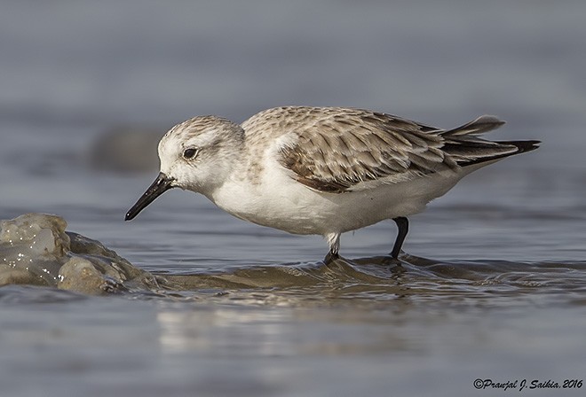 Bécasseau sanderling - ML379727971