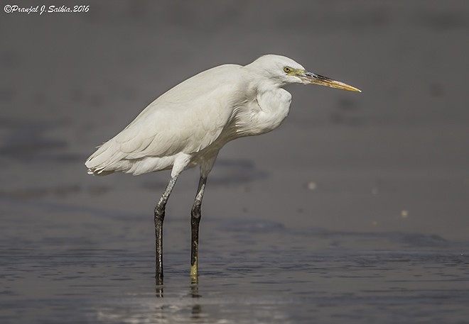Western Reef-Heron (Eastern) - ML379727991