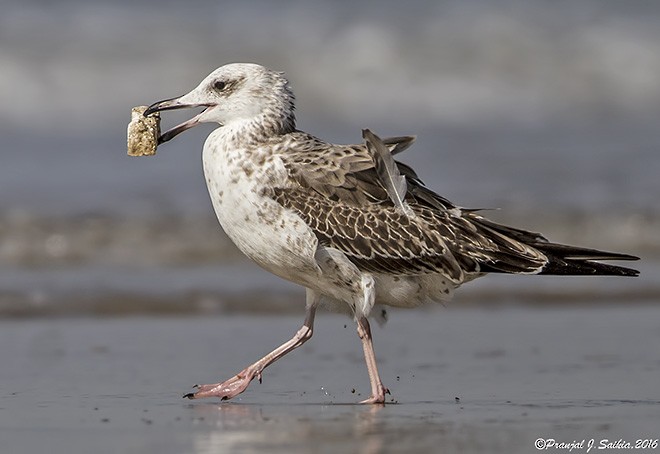 Lesser Black-backed Gull (Heuglin's) - ML379728011