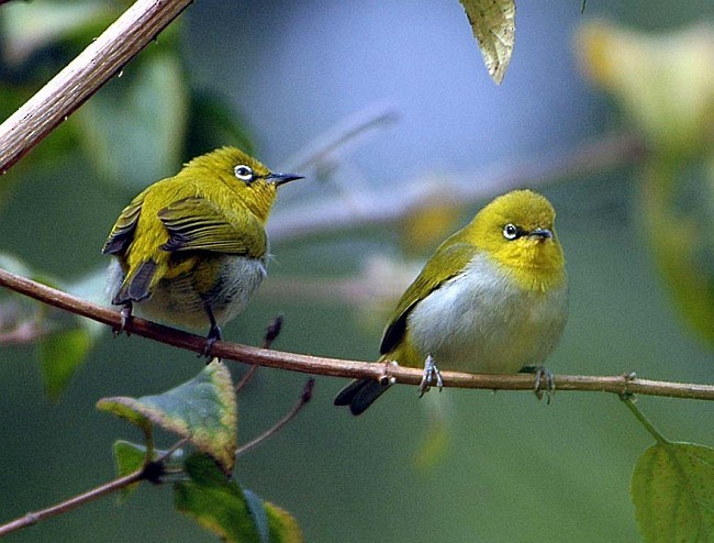 Indian White-eye - ML379728031