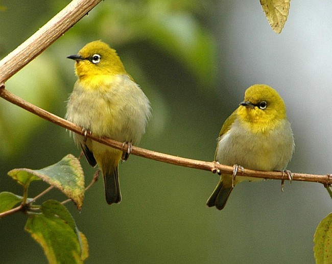 Indian White-eye - ML379728041