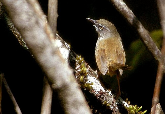 Hill Prinia - ML379728081