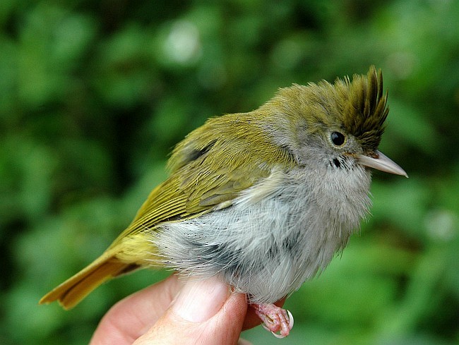 White-bellied Erpornis - ML379728091