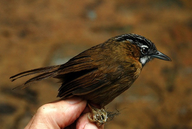 Gray-throated Babbler - ML379728111