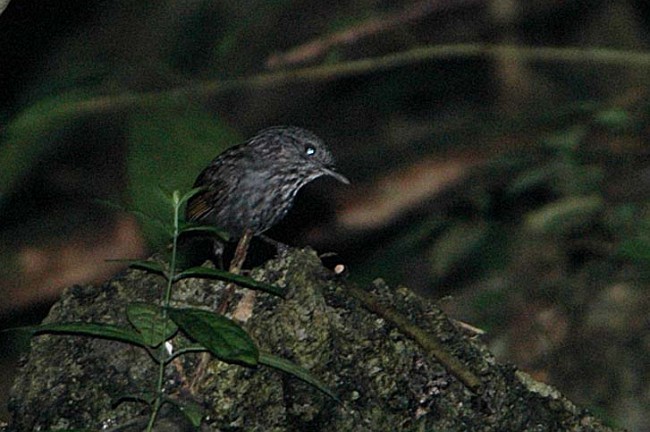 Annam Limestone Babbler - ML379728191