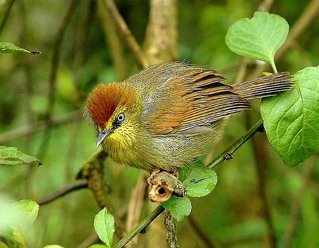 Pin-striped Tit-Babbler (Pin-striped) - ML379728201