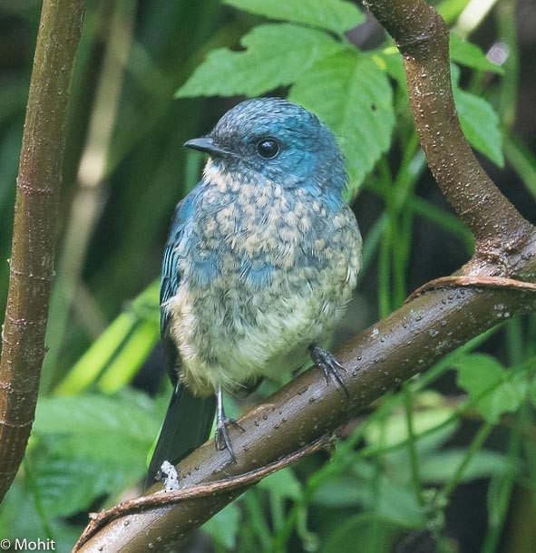 Indigo Flycatcher (Javan) - ML379728281