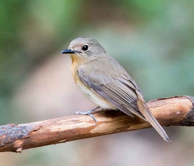 Blue-throated Flycatcher - ML379728351
