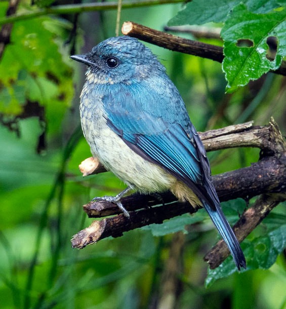 Indigo Flycatcher (Javan) - ML379728361