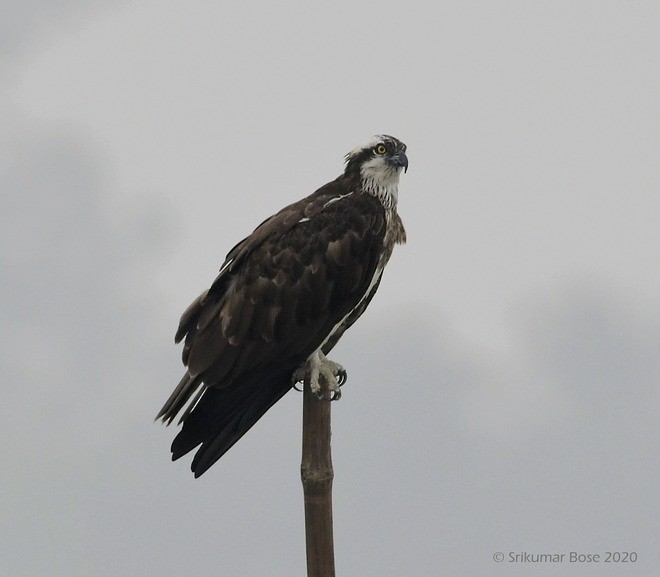 Osprey (Eurasian) - ML379728371