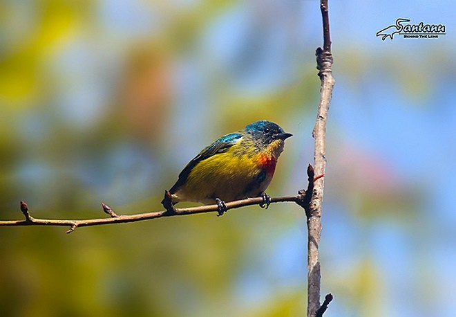 Fire-breasted Flowerpecker - Santanu  Chatterjee