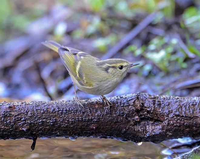 Lemon-rumped Warbler - ML379728431