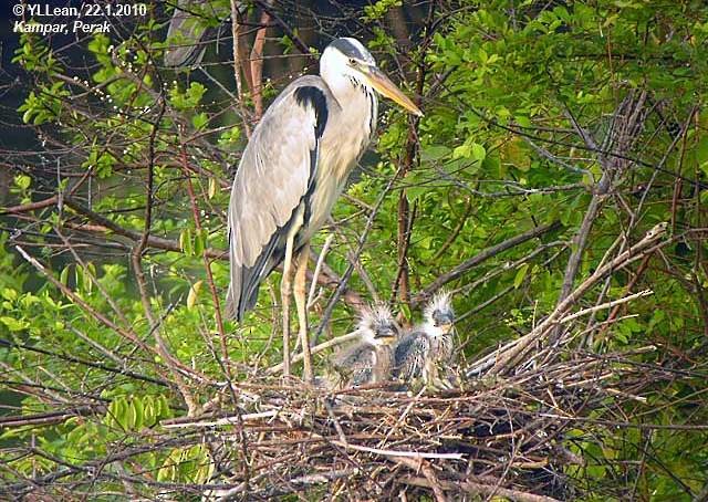 Gray Heron (Gray) - Yen Loong Lean