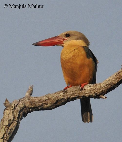 Stork-billed Kingfisher - Manjula Mathur