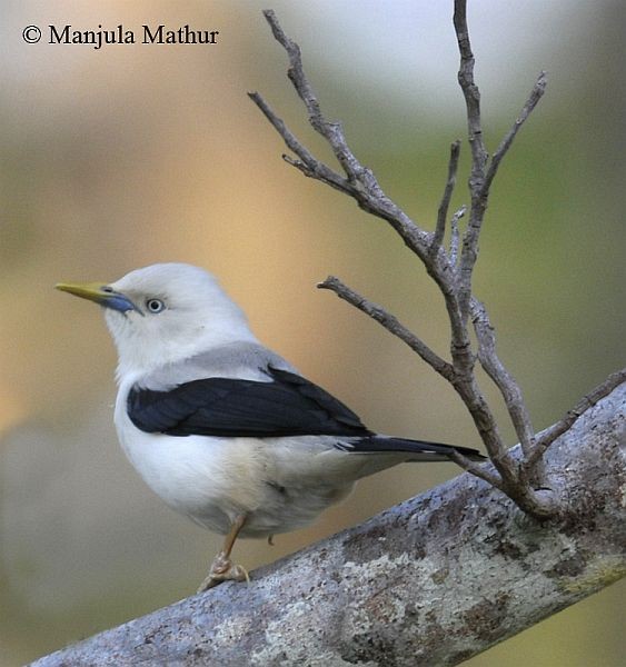 White-headed Starling - Manjula Mathur
