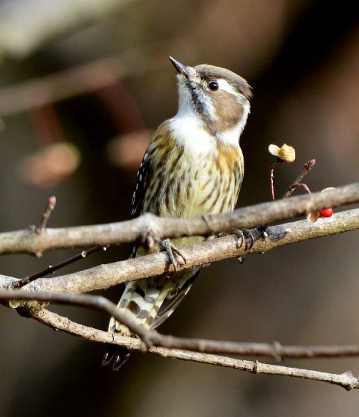 Japanese Pygmy Woodpecker - ML379728521