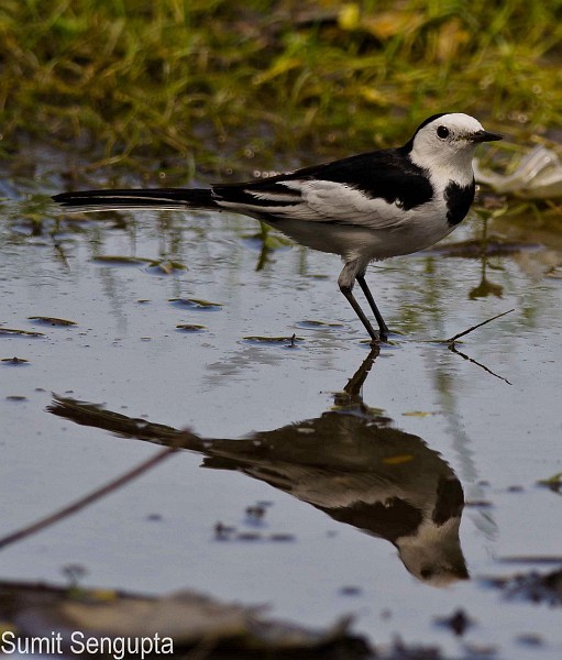 White Wagtail (Chinese) - ML379728531